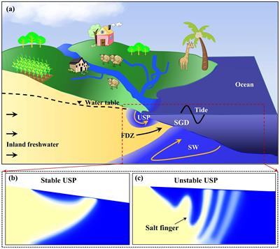 Groundwater dynamics in intertidal zones of beach aquifers during salt-fingering flow